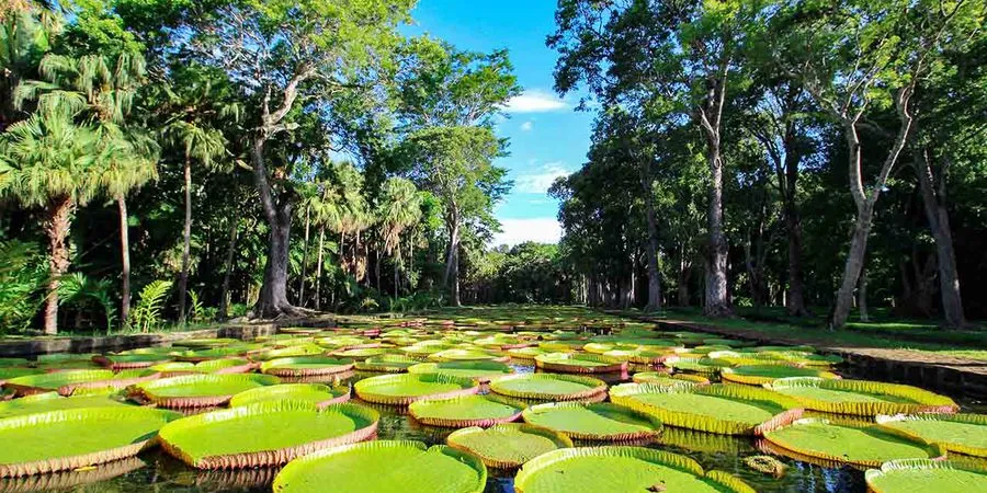 Jardin de Pamplemousses